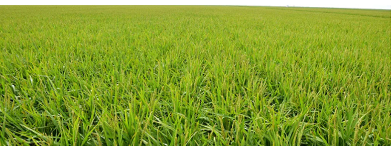 農藥好色先生TV在线观看